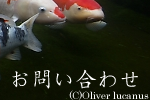 䤤碌