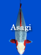 Asagi