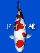 ɥļ
