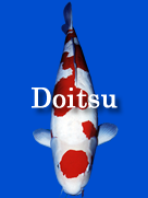 doitsu