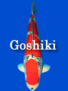 Goshiki