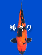 ̤