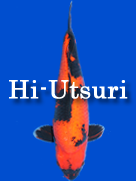 hi-utsuri