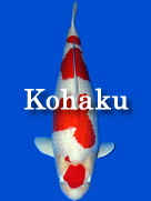 kohaku