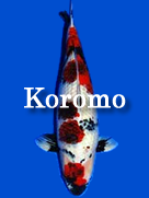 koromo