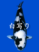 ̤