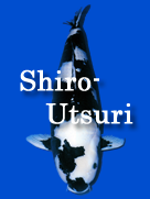 shiro-utsuri