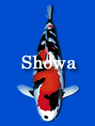 showa