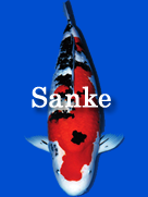 Sanke
