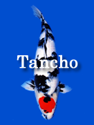 Tancho
